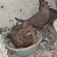 سرخ کرمونی|پرنده|تربت‌حیدریه, رباط سفلی|دیوار