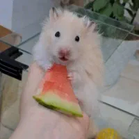 تعدادی همستر سوری تمیز و دستی|موش و خرگوش|شیراز, میانرود|دیوار