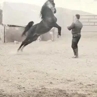 اسب درشور مادیان