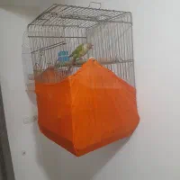 گرینچیک ۱ساله شیطون|پرنده|ماهدشت, |دیوار