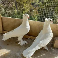 کبوتر کفتر سفید کاکلی پاپر