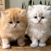 گوگولیای بامزه طلایی و جینجر