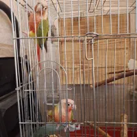 جفت طوطی آناناسی رد اکستریم مولد