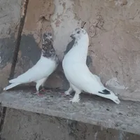 کبوتر خوب و عالی|پرنده|صباشهر, |دیوار