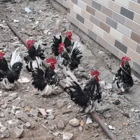 مرغ و خروس لهستانی و جاپنیز