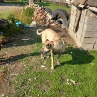 سگ گم شده|حیوانات|ویلکیج, |دیوار