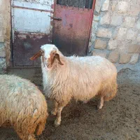 قوچ سنجابی اصل سه سال