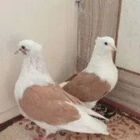 پشتار ماده الیام