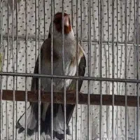 سهره کت بازکن و2عددسهره تازه صاف|پرنده|کهریزک, |دیوار