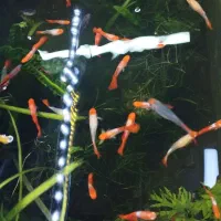 ماهی جدید رسید