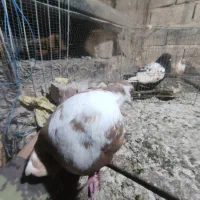 کفتر|پرنده|ماهان, |دیوار