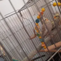 عروس هلندی شیطون