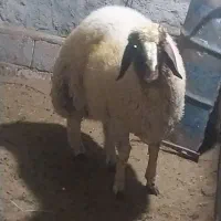بره قوچ سنجابی اصل