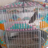 سهره|پرنده|سبزوار, اسلام آباد|دیوار