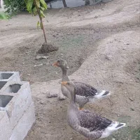 غاز
