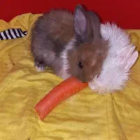 یک جفت خرگوش بسیار کوچک|موش و خرگوش|پرند, فاز ۶|دیوار