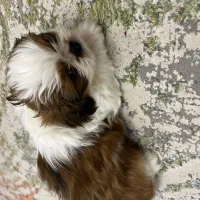 شیتزو سوپر فلت اصل