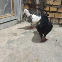 کبوتر دورگ