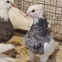 طوق کرمانشاهی|پرنده|مبارکه, |دیوار