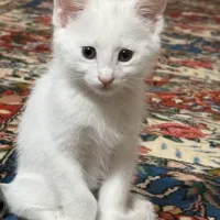 یک عدد بچه گربه