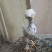 مرغ‌لهستانی‌