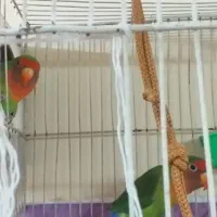 کوتوله جفت،دستی،مولد،معاوضه