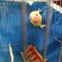 جوجه کوتوله 2ماهه