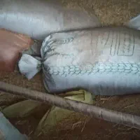 فروش کاه تمیز|لوازم جانبی حیوانات|اندیمشک, |دیوار