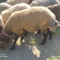 شیشک قوچ همو