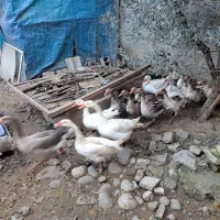 فروش ۲۰عدد غاز تخمگذار یکساله