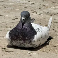 کبوترکله دم سبز