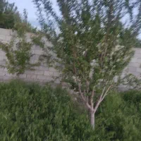 زمین ویلایی|فروش زمین و ملک کلنگی|باسمنج, |دیوار