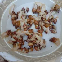 حلزون|خزنده|شیراز, دست خضر|دیوار