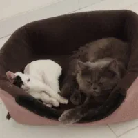 گربه نر و ماده