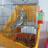 یک جفت عروس هلندی باقفس و لوازم