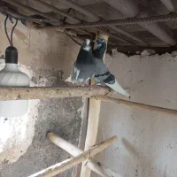 نر ماده ابلغ سبز همچی تموم|پرنده|پیشوا, |دیوار