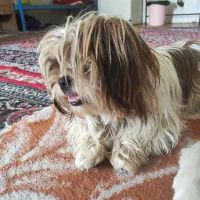 شیتزو خانگی همراه توله اش