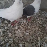 کبوتر شونی|پرنده|بروجرد, |دیوار
