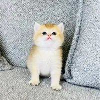 بریتیش پسر و دختر دو ماهه