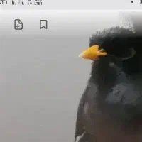 مرغ میناگم شده محدوده اذری پارک گل گندم