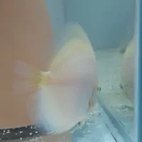 دیسکاس یا دیسکس ۵ قطعه