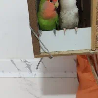 جفت طوطی برزیلی