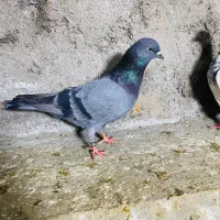 کبوتر|پرنده|علی‌آباد کتول, |دیوار