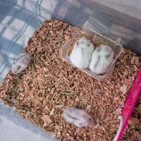 همستر کمپل رنگ وینتروایت