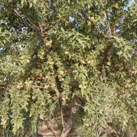 فروش زمین ۷۰۰ متری
