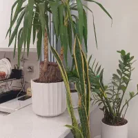 نخل یوکا(بونسای 30 ساله) یک سوم قیمت|گل و گیاه طبیعی|پاکدشت, پاکدشت (مامازند)|دیوار