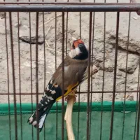 سهره نر خوش آواز