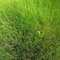 نشا پیاز محلی