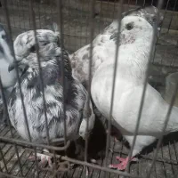 کفتر|پرنده|بهارستان, |دیوار