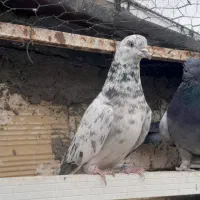 کبوتر سینه ای|پرنده|صائین قلعه, |دیوار